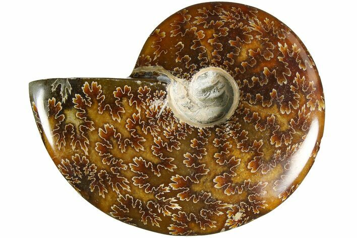 Polished Ammonite (Cleoniceras) Fossil - Madagascar #185300